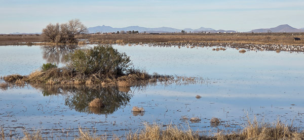 Whitewater Draw Wildlife Area
